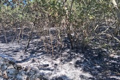 Grave incendio nel Bosco di Zio Venanzio a Ruvo, l'intervento delle Guardie Campestri