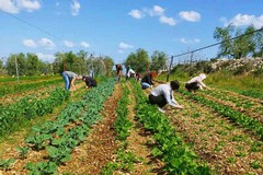 “Piantagrane": sabato 28 settembre festa di strada a Ruvo di Puglia