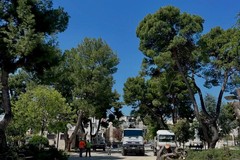 Piazza Dante, sicurezza prima di tutto: via dieci pini a rischio crollo
