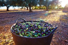 Predoni nelle campagne del Barese, Longo: "Non lasciamo soli gli olivicoltori"