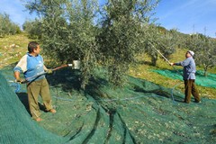 Puglia olivicola in crisi, CIA: “Tavolo regionale per misure urgenti”