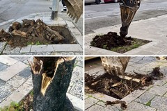 Proseguono a Ruvo di Puglia le operazioni di riqualificazione del verde urbano nelle aree più frequentate