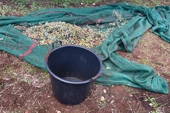 Il prezzo delle olive vola alle stelle: escalation di furti, due fermati