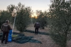 Sventato l'ennesimo furto di olive a Ruvo di Puglia, recuperati 5 quintali