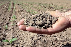 Caldo, Coldiretti Puglia: «Sos semine in terreni aridi per siccità»