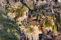 Gelate 2018, liquidata la seconda tranche dei ristori