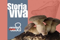 Storia Viva - Il fungo Cardoncello di Ruvo: storia, cultura e scienza tra le Murge