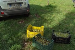 Sventato un furto di olive in località Belmonte a Ruvo di Puglia