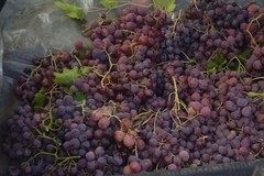 Rubavano uva in un terreno di Ruvo di Puglia, messi in fuga dalla Metronotte