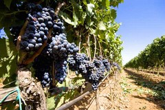 Maltempo, Coldiretti teme per la vedemmia