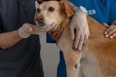 Domani a Ruvo si potrà microchippare il proprio cane con i medici ASL