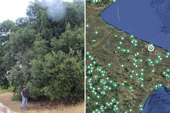 La Puglia terra di patriarchi verdi: 216 alberi monumentali nell’elenco Masaf, c'è anche Ruvo