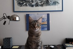 Dalla Puglia alla Valle d’Aosta: l’amicizia nata per una gattina diventa progetto creativo per l’ENPA