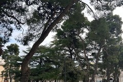 Allerta meteo a Ruvo: limitazioni e prescrizioni nelle aree pubbliche alberate
