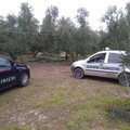 Tentato furto di olive, ladri costretti alla fuga dalle Guardie Campestri