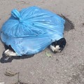 Carcassa di gatto ritrovata in strada con le zampe legate