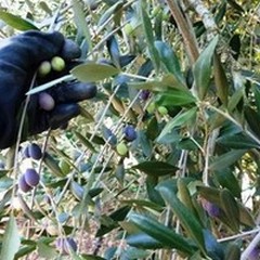 Furti olive, agricoltori costretti a dormire in campagna