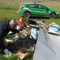 Imbianchino sporcaccione beccato dai Forestali. Scaricava i residui nel Parco dell'Alta Murgia