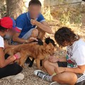 Emotività e socialità, i cani del canile di Ruvo incontrano i minori ospiti di Arcadia