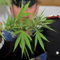 Beccato a coltivare cannabis in casa: 34enne nei guai