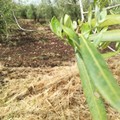 Maltempo, nelle campagne di Ruvo di Puglia è strage di ulivi. LE FOTO