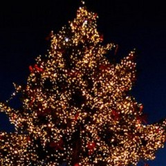 Un grande albero di Natale in largo Sant'Agnese