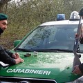 Caccia con mezzi non consentiti suĺla Murgia, una denuncia