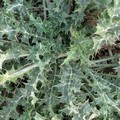 Il cardo spinoso di Ruvo di Puglia nel paniere del Parco dell’Alta Murgia