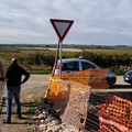 Ritrovato un cavallo rubato. Era sparito da una masseria di Ruvo di Puglia