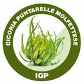 Ok al riconoscimento Igp della cicoria puntarelle molfettese, ortaggio tradizionale anche di Ruvo di Puglia