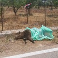 Cinghiale morto abbandonato sulla SP238: a Ruvo di Puglia monta la protesta dei cittadini