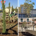 Completata la sostituzione degli alberi nell'area della scuola San Giovanni Bosco - Disney