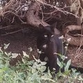 ENPA Ruvo di Puglia: appello consegna gattini scomparsi
