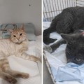 Due gatti vittime di pirati della strada: l'appello dell'ENPA di Ruvo