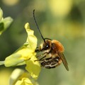 Parco Alta Murgia, ecco l'app per seguire gli insetti impollinatori