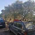 Ladri di olive sorpresi dalle Guardie Campestri, fermato un 68enne