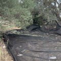 Furto di olive sventato nell'agro di Ruvo di Puglia, due fermati