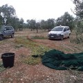 Olive a ruba a Ruvo di Puglia, sventato l'ennesimo furto