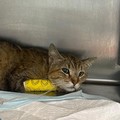 L'appello Enpa di Ruvo di Puglia: «Salviamo il gatto Giovanni»