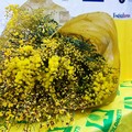 Un mazzo di mimose per Blanco. Coldiretti Puglia: i fiori non si calpestano