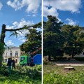 Abbattimento albero a Ruvo. Chieco: «Continuiamo a monitorare gli alberi di alto fusto in tutta la città»