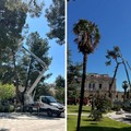 Manutenzione straordinaria del verde a Ruvo. Al via l'intervento in Piazza Dante