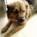 Gli rubano l'auto con all'interno il cane: «Aiutatemi a ritrovarlo. Per me è come un figlio»