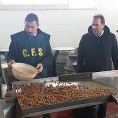 La Forestale sequestra 500 tonnellate di olive da tavola