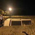 Impianto fotovoltaico smontato in pochi minuti, bloccati dalla Metronotte