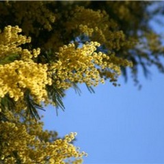 Clima pazzo, Natale con mimose e fiori in campagna