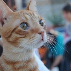 Adozioni a distanza? Si, ma di gatti