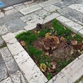 Rigenerazione degli alberi sui corsi di Ruvo: l’assessore Mazzone chiarisce le finalità dell’intervento
