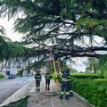 Cedimento di un cedro di Piazza Bovio. Necessario l'abbattimento