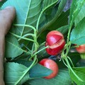 Al via la raccolta delle ciliegie, Coldiretti: «Produzione in calo e ritardo di 10 giorni»